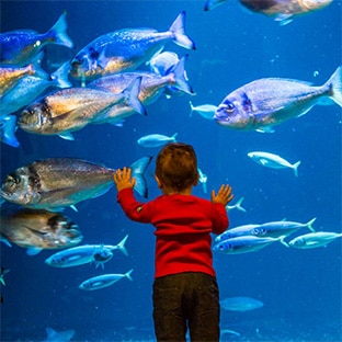 L’Aquarium de Paris : Entrées adultes gratuites pour ses 10 ans