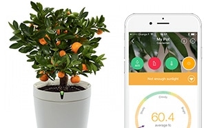 Test Parrot : 15 pots de plantes connectés gratuits