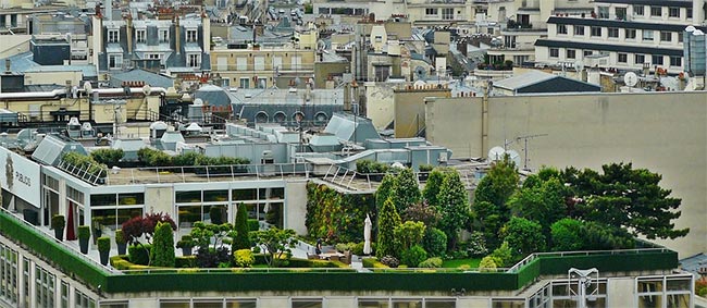 Obtenez gratuitement jusqu’à 5 arbres offerts par la mairie de Paris