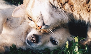 Test gratuit d'alimentation True Instinct pour chients et chats