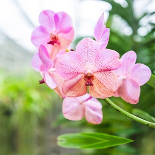 Jeu Truffaut & Monticketreduc : orchidées à gagner