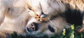 Test gratuit d'alimentation True Instinct pour chients et chats Nature’s Variety