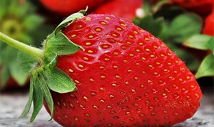 Lidl : Barquette de 500g de fraises origine France à 2,49€