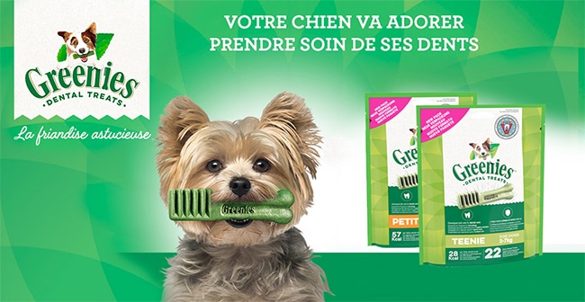 testez les sticks dentaires pour chiens Greenies