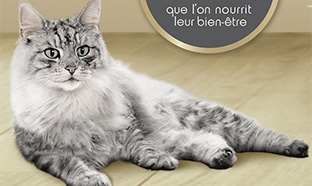 Coussin chat gratuit avec vos achat de croquettes Purina One