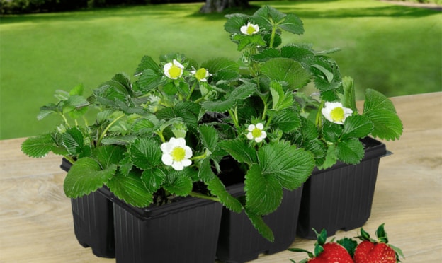 Aldi : Lot de 6 plants de fraisiers Gardenline pas cher