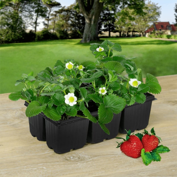 Aldi : Lot de 6 plants de fraisiers Gardenline pas cher