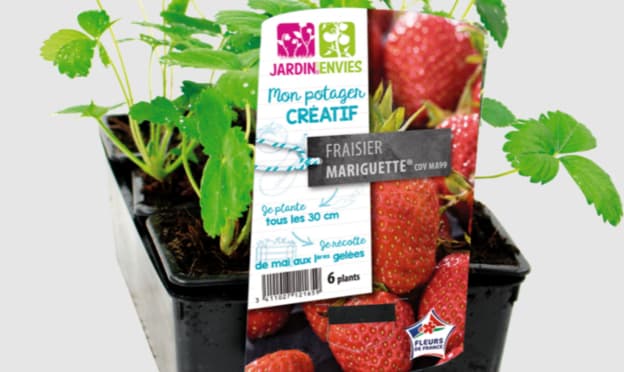 Leclerc : Barquette de plants de fraisiers Gariguette à petit prix