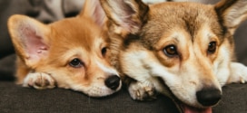 Test Carrefour Companino Expert : 3’000 packs chiens gratuits