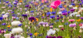 Bon plan Greenpeace : Sachets de graines de fleurs gratuits