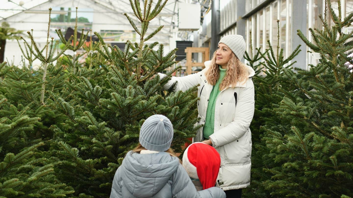 Sapin de Noël Jardiland : 15€ offerts en bon d’achat