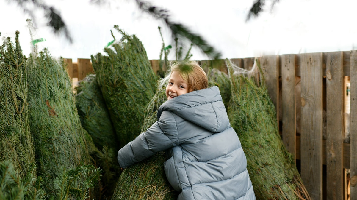 Sapin de Noël pas cher 2024 : Bons plans, petits prix, promos…