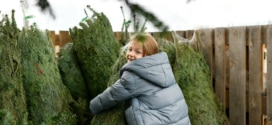 Sapin de Noël pas cher 2024 : Bons plans, petits prix, promos…