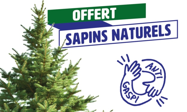 NOZ propose des Sapins de Noël gratuits : Anti-gaspi