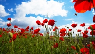 Bon plan Greenpeace : Sachets de graines de fleurs gratuits