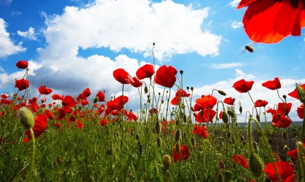 Bon plan Greenpeace : Sachets de graines de fleurs gratuits