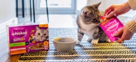 Échantillons gratuits Whiskas : Sachets fraîcheur pour chats offerts