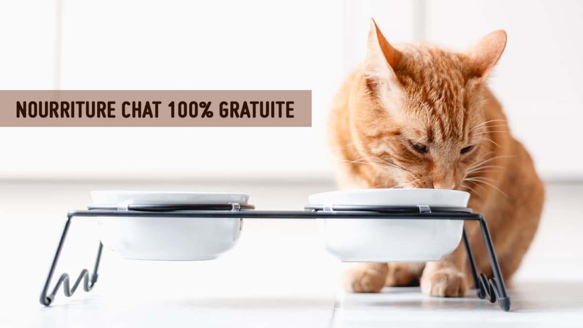 Nourriture Whiskas pour chats gratuite : Un simple formulaire à remplir pour recevoir un sachet