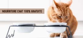 Nourriture Whiskas pour chats gratuite : Un simple formulaire à remplir pour recevoir un sachet