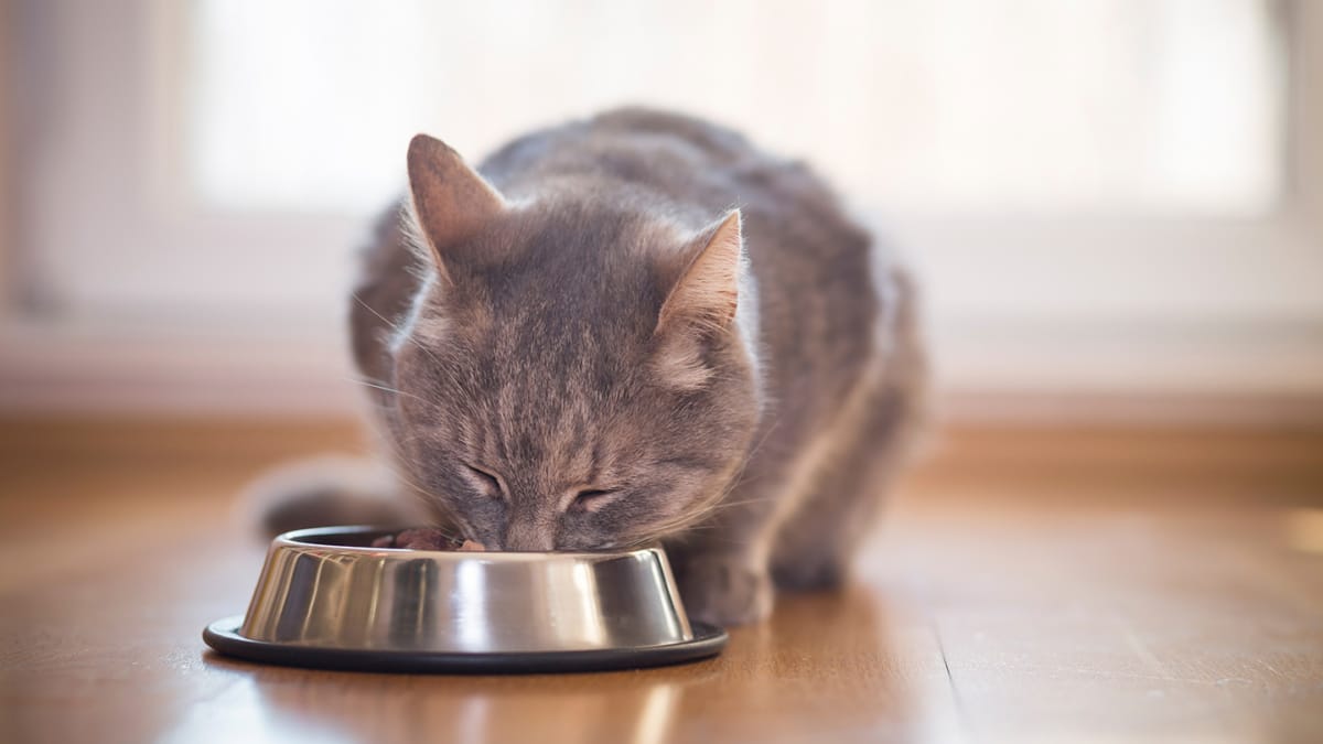 Purina offre des croquettes Pro Plan à de nombreux chats : Pourquoi et comment tenter d’en obtenir ?