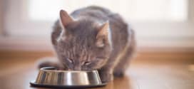 Purina offre des croquettes Pro Plan à de nombreux chats : Pourquoi et comment tenter d’en obtenir ?