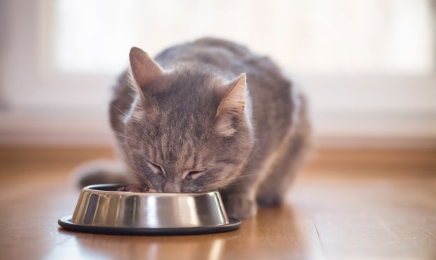 Purina offre des croquettes Pro Plan à de nombreux chats : Pourquoi et comment tenter d’en obtenir ?