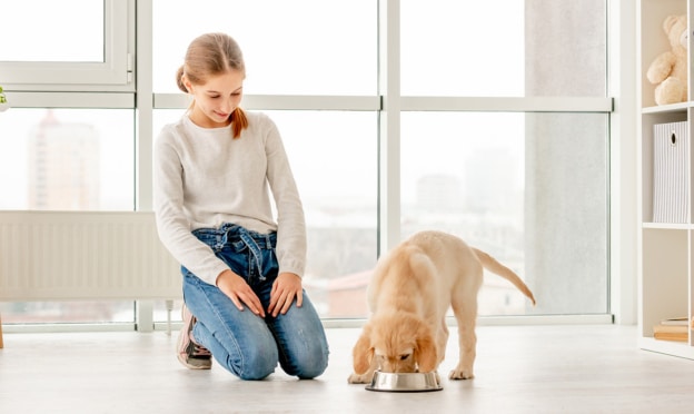 Royal Canin : Coffret chiot gratuit sur simple demande