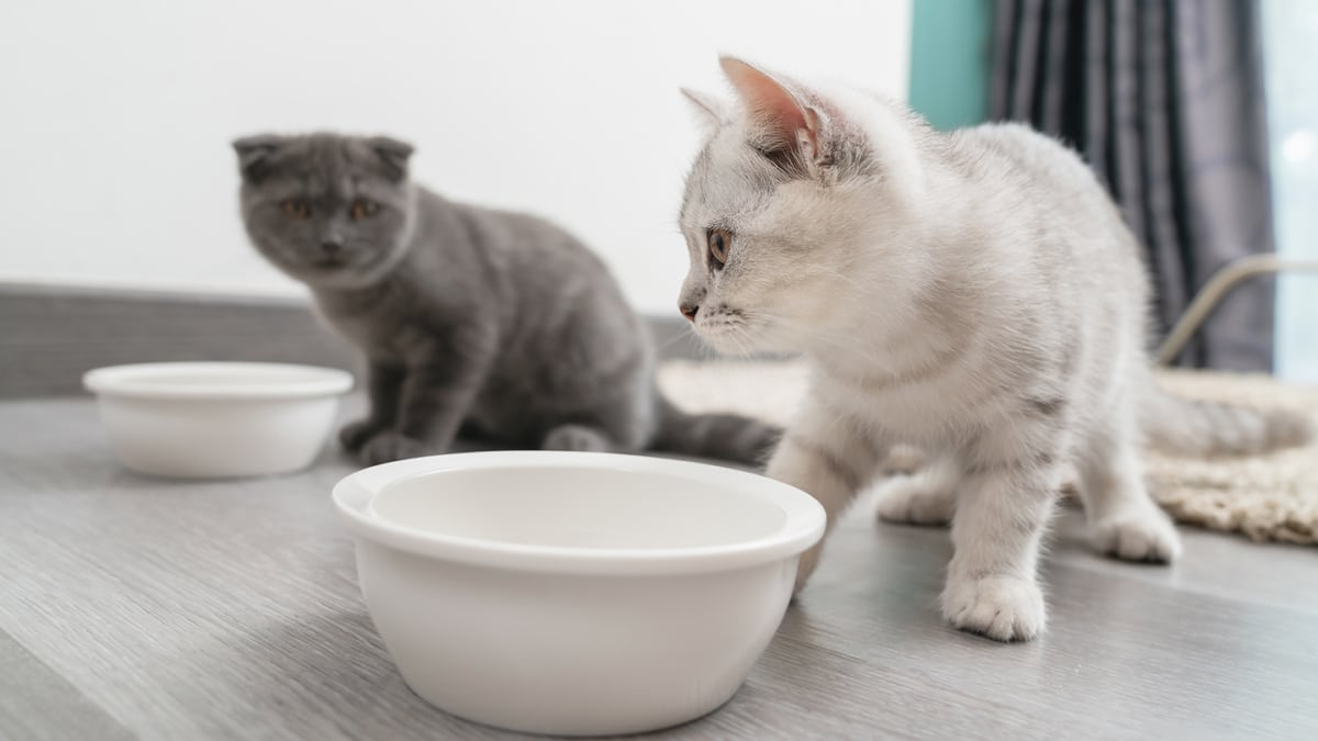 Royal Canin : Coffret chaton gratuit sur simple demande