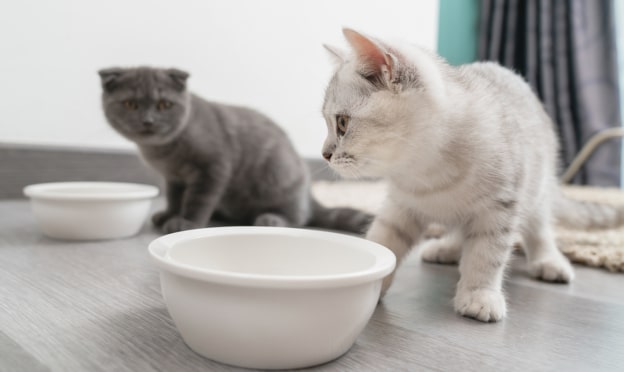 Royal Canin : Coffret chaton gratuit sur simple demande