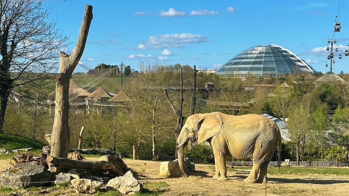Jeu Auzou : 1’000 entrées pour le ZooParc de Beauval à gagner