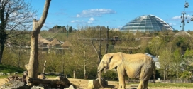 Jeu Auzou : 1’000 entrées pour le ZooParc de Beauval à gagner