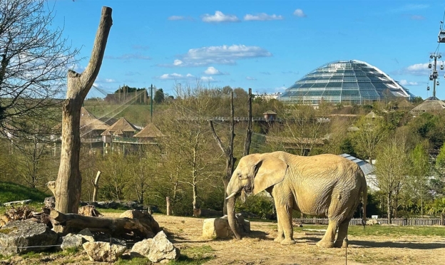 Jeu Auzou : 1’000 entrées pour le ZooParc de Beauval à gagner